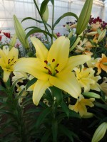 [4148 Yelloween TL No202.JPG]